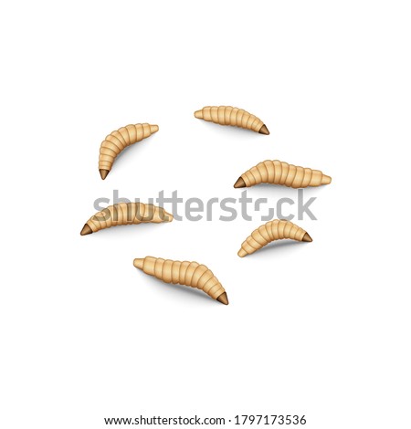 Fly maggot insect set isolated on white background, fishing lure 3d realistic vector illustration, crawling fly larvae bait for fishing