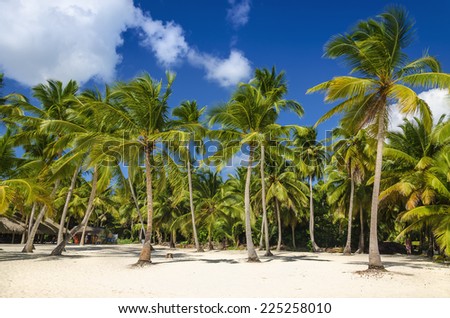 Exotic coast of the Dominican Republic with exotic palm trees on the golden sand, Caribbean Islands