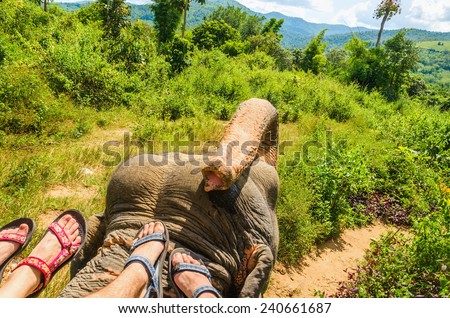 Elephant ride, feet of two people on the head of an elephant in the wild jungle