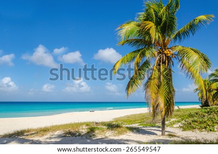 Amazing sandy beach with coconut palm tree, azure Caribbean Sea and blue sky, Caribbean Islands