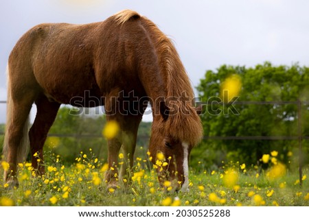 Similar – Image, Stock Photo Horses grazing in green meadow