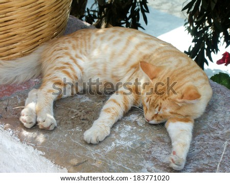 a red cat lying on the top of a wall in greece during a hot summer day