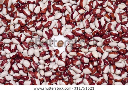 light brown beans on a white background surrounded by colorful beans