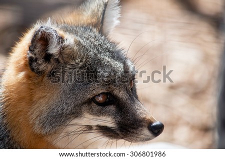 This beautiful little creature was hanging out at a wildlife sanctuary in New Mexico. The gray fox is dominate in the Pacific States.  It's fur is 