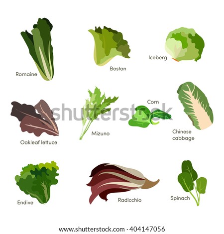 Set of salad greens. Leafy vegetables salad icons. Vector eps10