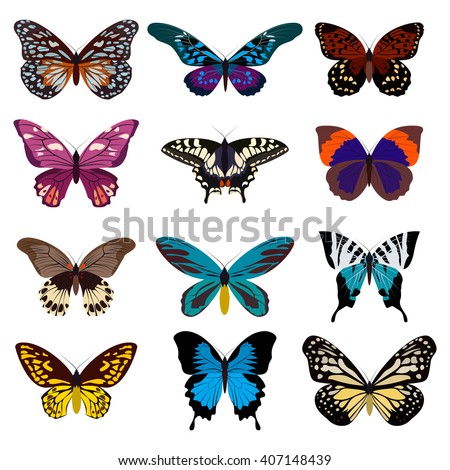 Butterflies s Free Vector | 123Freevectors