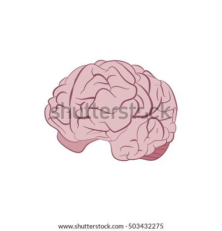 Human Brain. Vector - 503432275 : Shutterstock