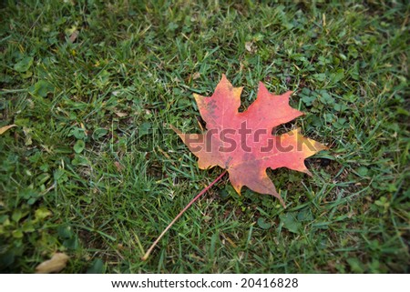A red maple leaf lays quietly on cool fall grass.