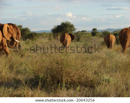 Elephants in African savanna. Tsavo National Park - Kenya