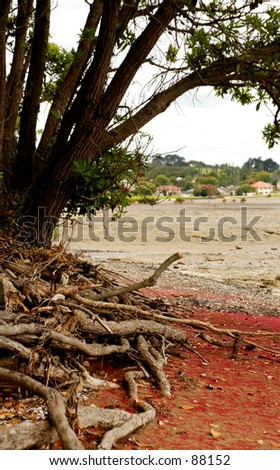 Pohutukawa Roots and Nettles  - New Zealand Native Tree