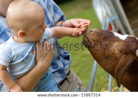 Baby boy feeding goat. Close up on hand and goat head