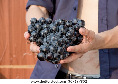 Blue wet Isabella grapes bunch isolated on white background as package design element