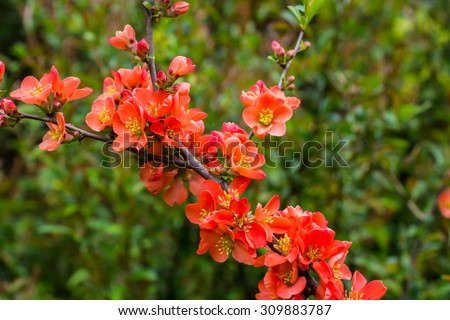 Red Ixora coccinea isolated on white background, Red roses bushes near old rural house. Brittany, France. Vacation at countryside background. Aged photo.