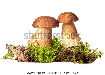 Similar – Image, Stock Photo forest mushroom boletus