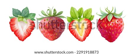 Strawberry watercolor fruit hand painted. Vegetable fresh fruit summer isolated on white background. Red berry fruit vector illustration