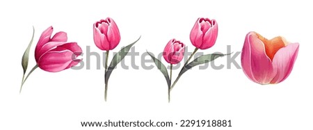 Pink or Red tulip flowers watercolor collection. Set of spring and summer flowers painting isolated on white background. Vector illustration