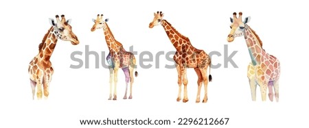 Set of giraffe animal watercolor isolated on white background. Cute safari, zoo, africa animal clipart. Vector illustration