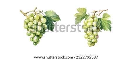Set of grape watercolor isolated on white background. Healthy fruit painting vector illustration