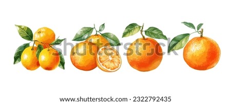 Vintage orange fruit watercolor isolated on white background. Set of healthy food vector illustration