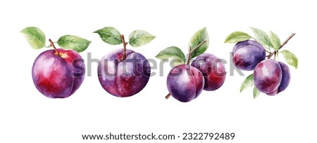 Set of plum fruit watercolor isolated on white background. Vector illustration