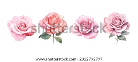 Set of beautiful pink rose flowers watercolor isolated on white background. Vector illustration