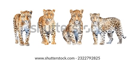 Set of leopard animal watercolor isolated on white background. Vector illustration