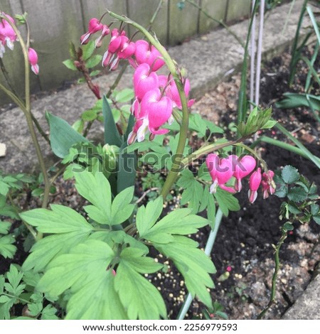 Similar – Image, Stock Photo flower bud Nature bleed