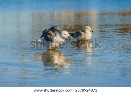 Similar – Image, Stock Photo two seagulls swimming in the fog on a quiet morning on the waveless, calm Weser river