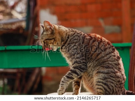 Cute, friendly, brown cat sitting on a chair in the garden of the village house and cleaning itself by licking. Stock foto © 
