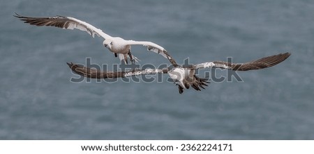 Similar – Image, Stock Photo Young gannet Environment