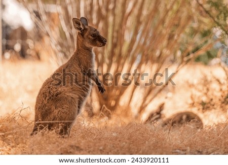 Similar – Image, Stock Photo Cute little kangaroo standing in countryside in sunlight