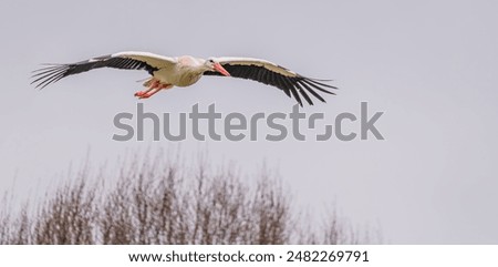 Similar – Foto Bild Storch beim Segelflug am Himmel