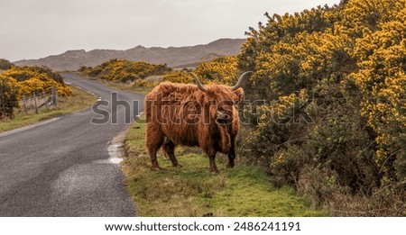 Similar – Image, Stock Photo Highland cow grazing in green grassland at foot of mountain