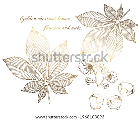 Gold leaves. Drawing of handcrafted chestnut leaves with flower and nuts. On white background. Vector illustration.