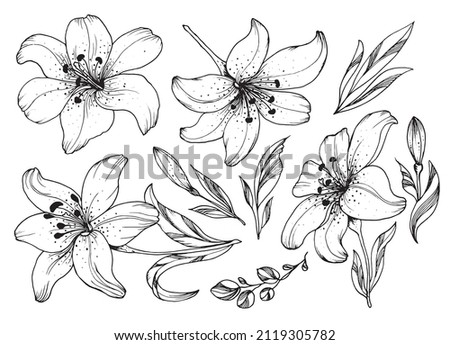 Set of trendy lily flowers for logo or decoration. Hand drawn line wedding decoration, tattoos, nail sticker, elegant leaves for invitation save the card date. Vector