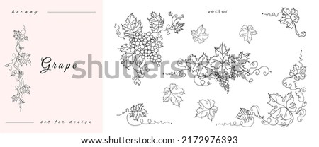 Handmade grapes, berries. of leaves and branches. Vines close-up, leaves, berries. Vintage engraving for designer wine. Black and white pictures on a white background.