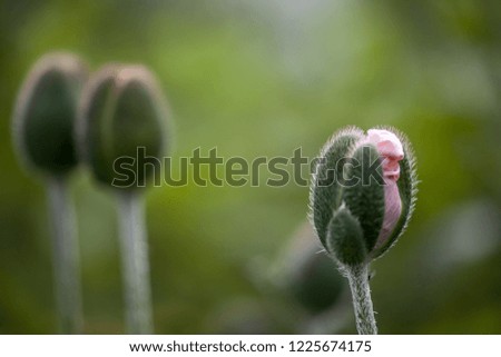 Similar – Image, Stock Photo Poppy bud shortly before its development