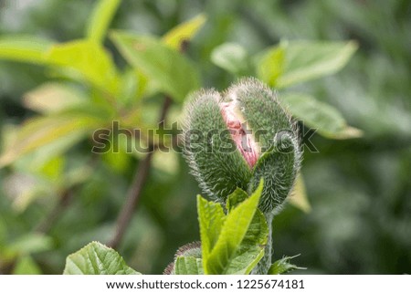 Similar – Image, Stock Photo Poppy bud shortly before its development