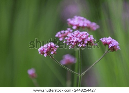 Similar – Image, Stock Photo Flowering verbena, Patagonian verbena (Verbena bonariensis)