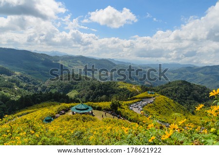 Mexican sunflower covered mountain ,doi mae-u-kor maehongson thailand