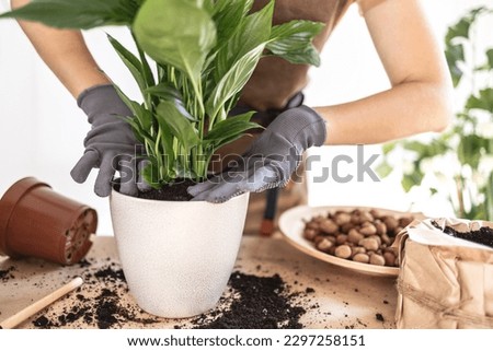 Similar – Image, Stock Photo Faceless female gardener caring about plants in garden