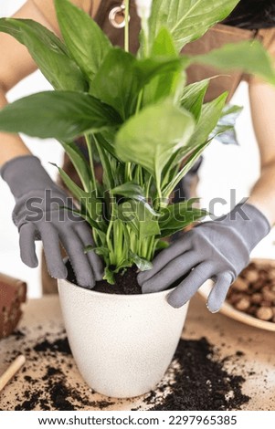 Similar – Image, Stock Photo Faceless female gardener caring about plants in garden