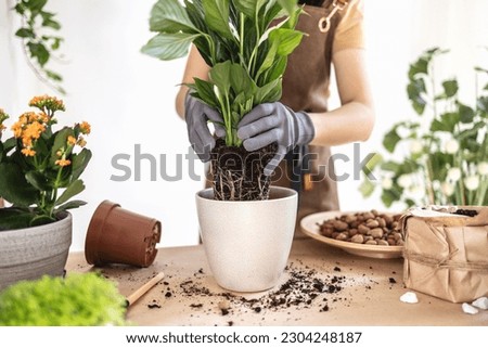 Similar – Image, Stock Photo Faceless female gardener caring about plants in garden