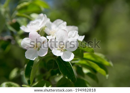 spring apple blossom on the green leafs background