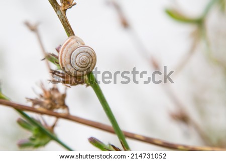 Single Snail on Grass Blade at the suumer time
