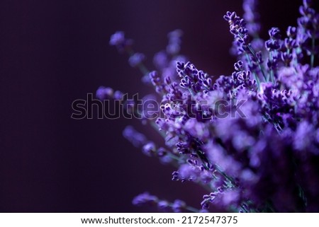 Similar – Image, Stock Photo Close-up of lavender flowers against a green background (grass)