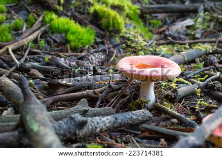 Russula mushroom growing in the forest close up
