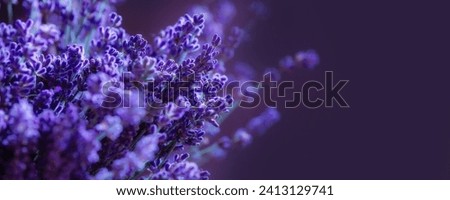 Image, Stock Photo Close-up of lavender flowers against a green background (grass)