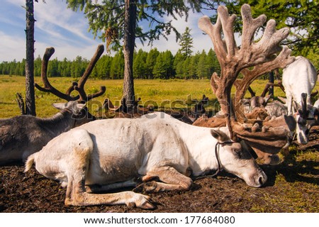 Tethered reindeer belonging to Mongolian nomads in northern Mongolia