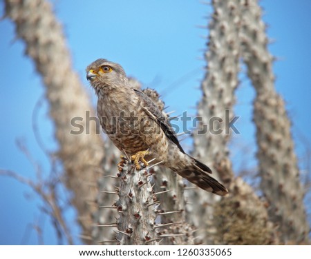 Endemic banded kestrel (Falco zoniventris) perched on spiny forest in Madagascar  Foto stock © 